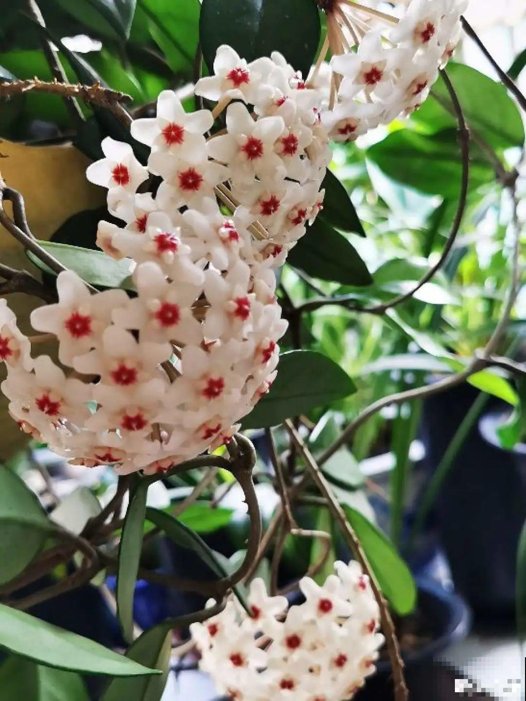 球兰开花特香，还非常耐阴，光照不好也能养