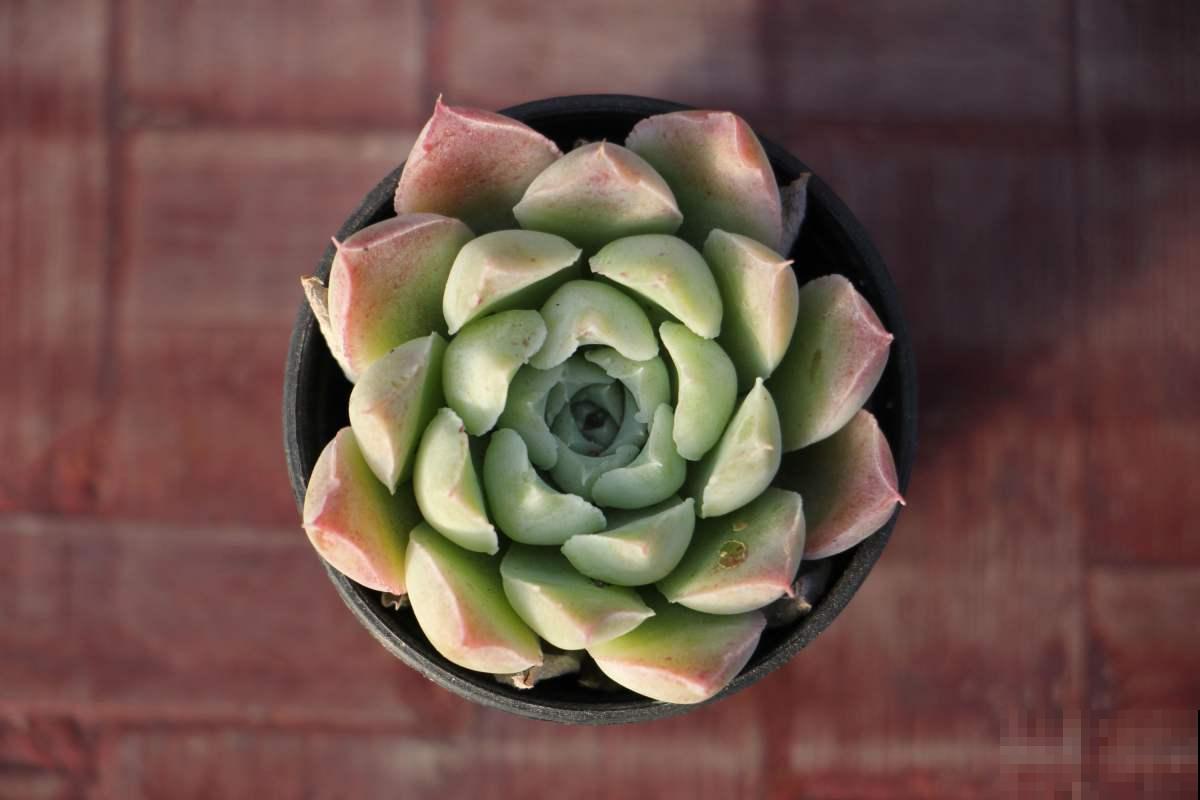 多肉养不旺？稍微加点技巧，蹭蹭“长肉”！