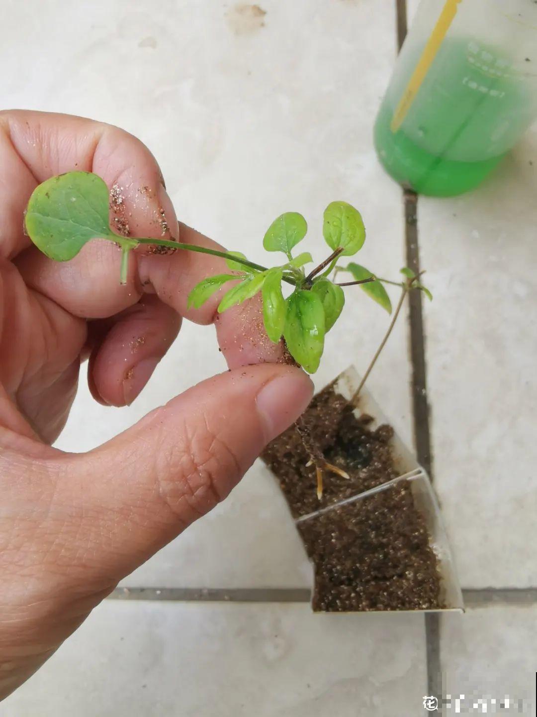 11种常见花，现在扦插，成活率特高