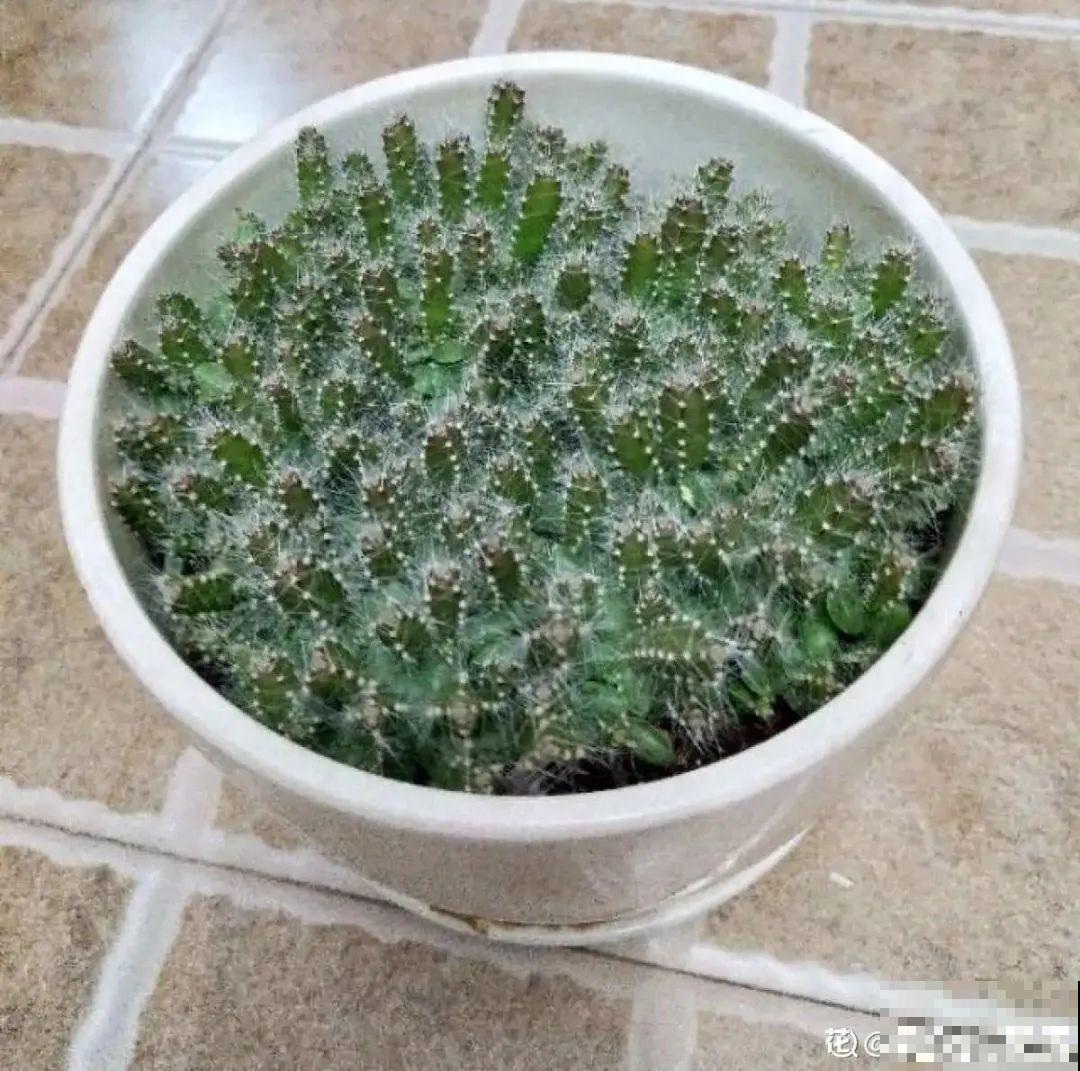 玉米棒子插水里，比绿植长得快，长成清新小盆栽