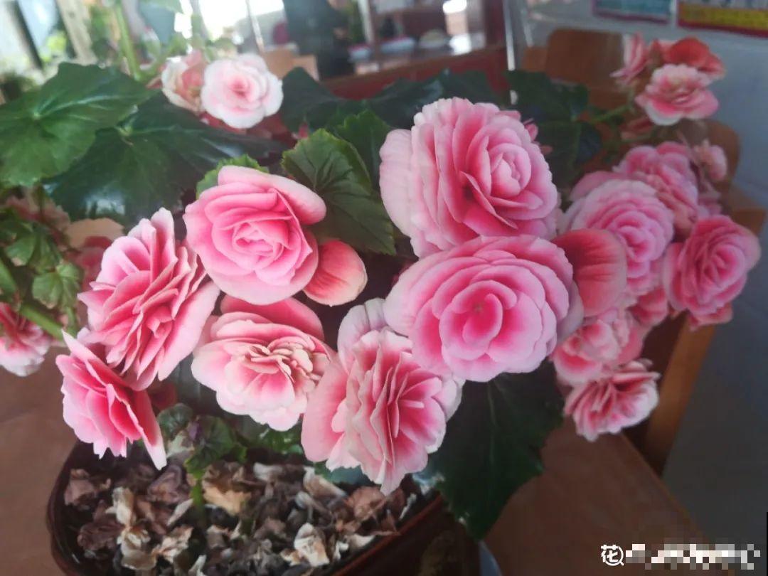 春天养花，就怕乱浇水，浇错水植物死的越快