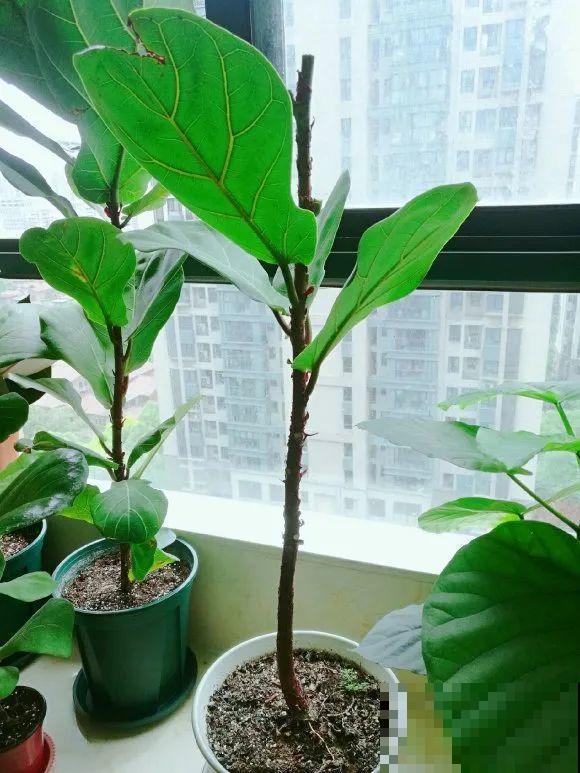 7种花要赶紧砍头,一头变多头,长得是真旺 7种花要赶紧砍头,一头变多头,长得是真旺