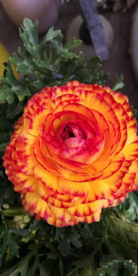 一种花被称作“小牡丹”,叶子像芹菜,4、5月开得正盛 一种花被称作“小牡丹”,叶子像芹菜,4、5月开得正盛