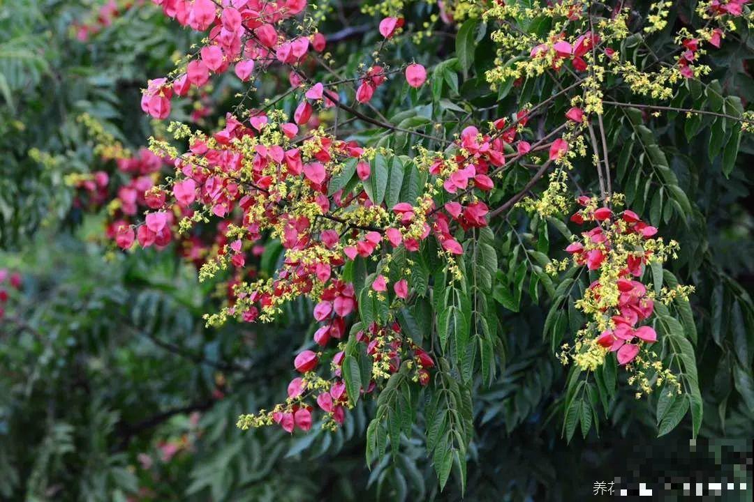 大院子养点大气花，超级有格调，漂亮的中国风