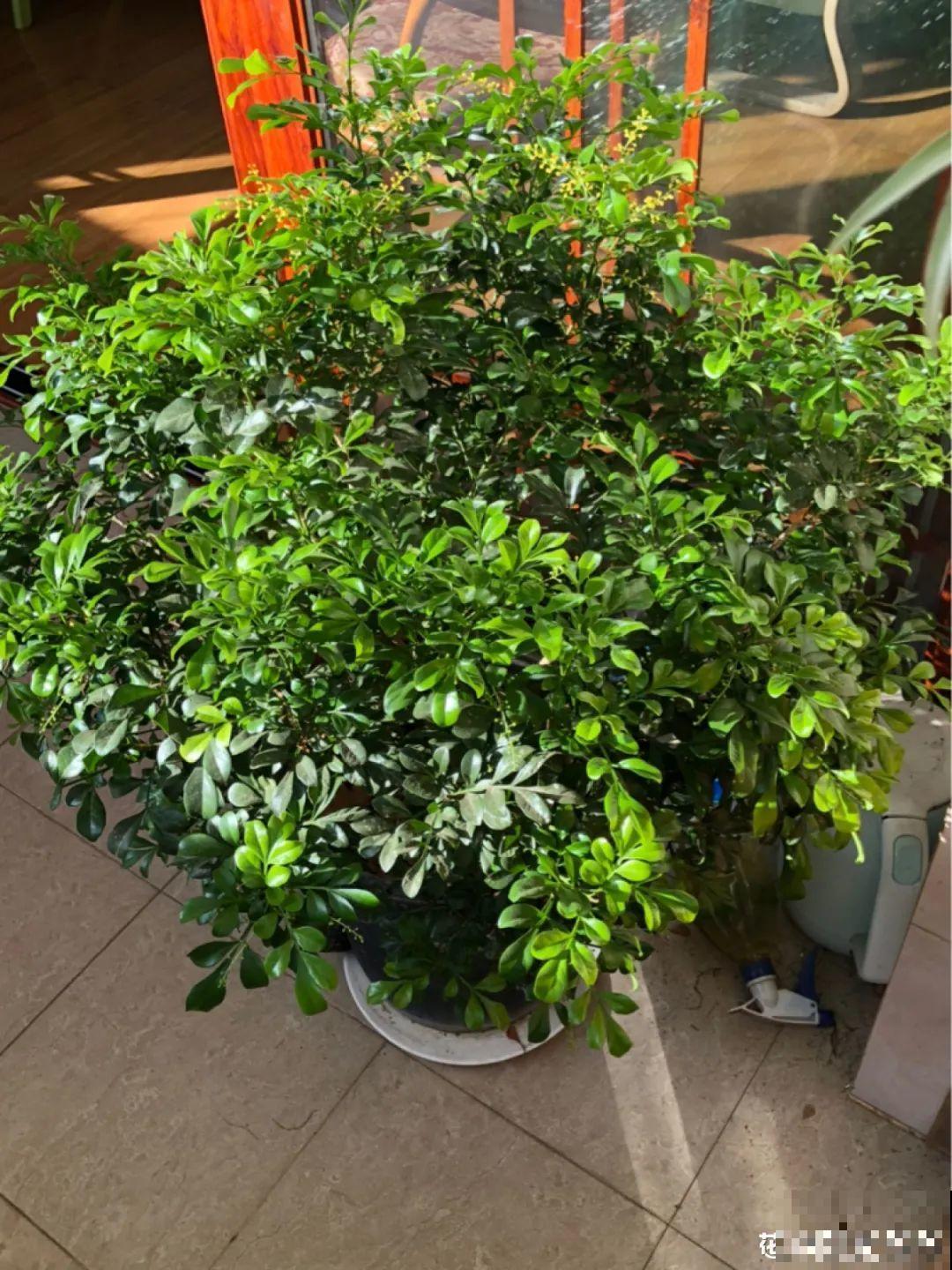 米兰花喜欢喝醋，一个月来一勺，花苞嘟噜噜冒