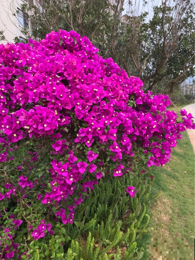 不同地区，植物发芽程度不同，你家那边的花开了吗