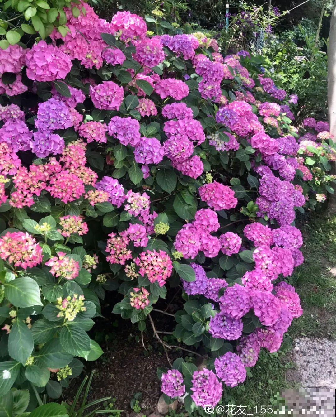 30米高三角梅，千年的紫藤树···5种花越老越值钱