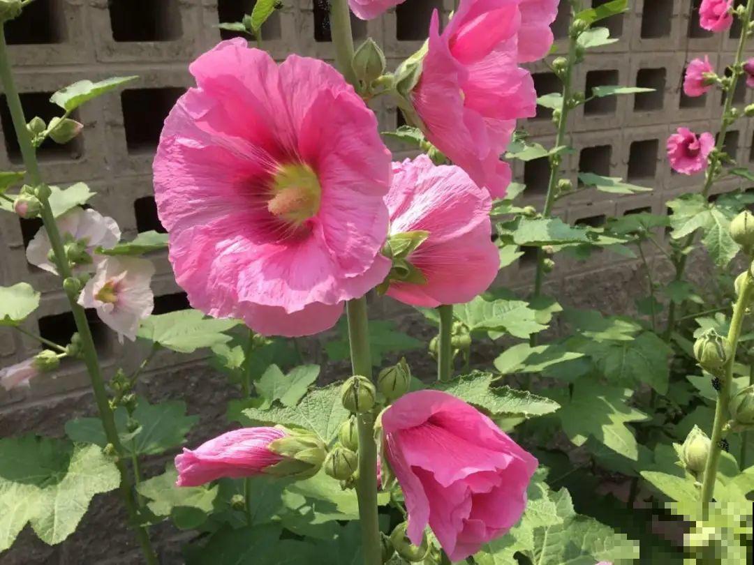 20种花不用买，开完花等20天，爆出好多种子！