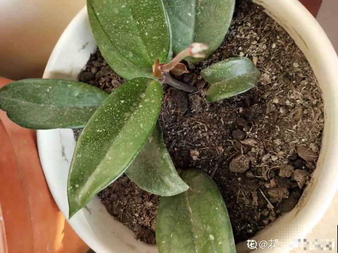 12种花真是太能生，叶子沾土就生根，实在太好活