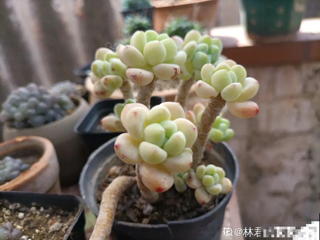 多肉长了“水桩”，不如砍了重来，实在太丑了
