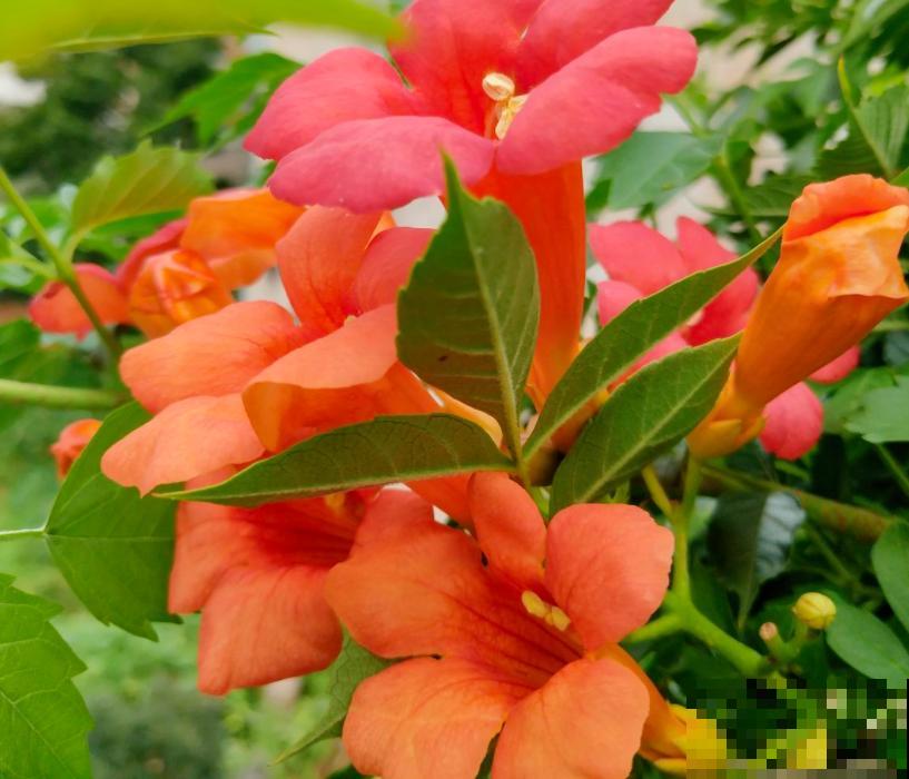 80种常见花卉，读过后，花名难不倒你