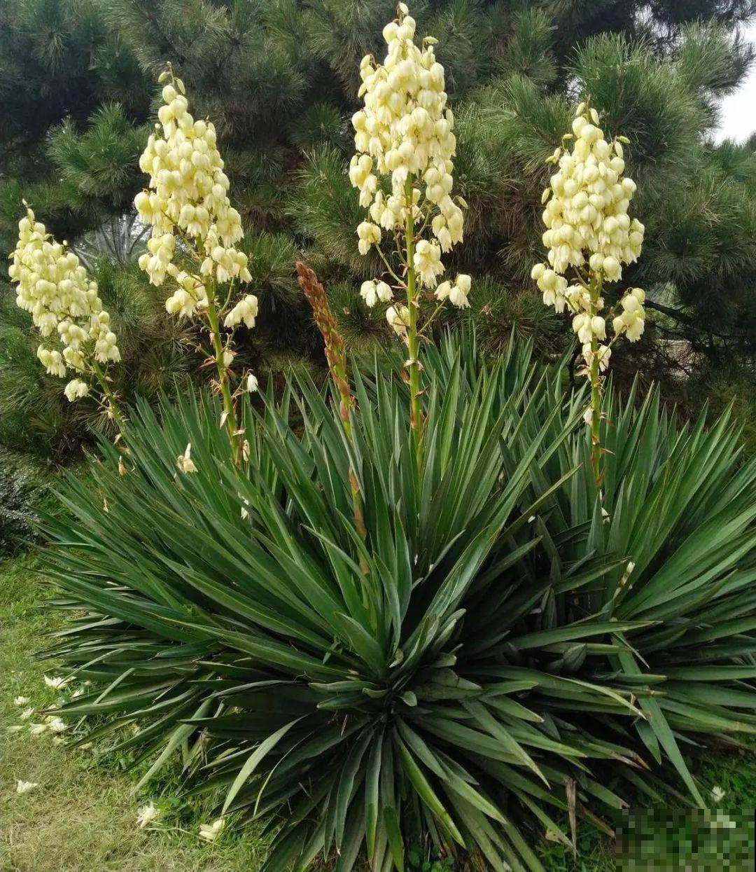 家里养棵“丑八怪”，霸气镇宅，越养越爱