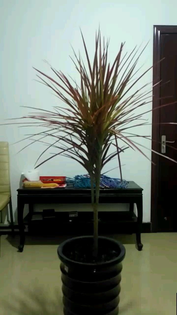 想在家里养花，先看看这5个忌讳，很多人都会犯！