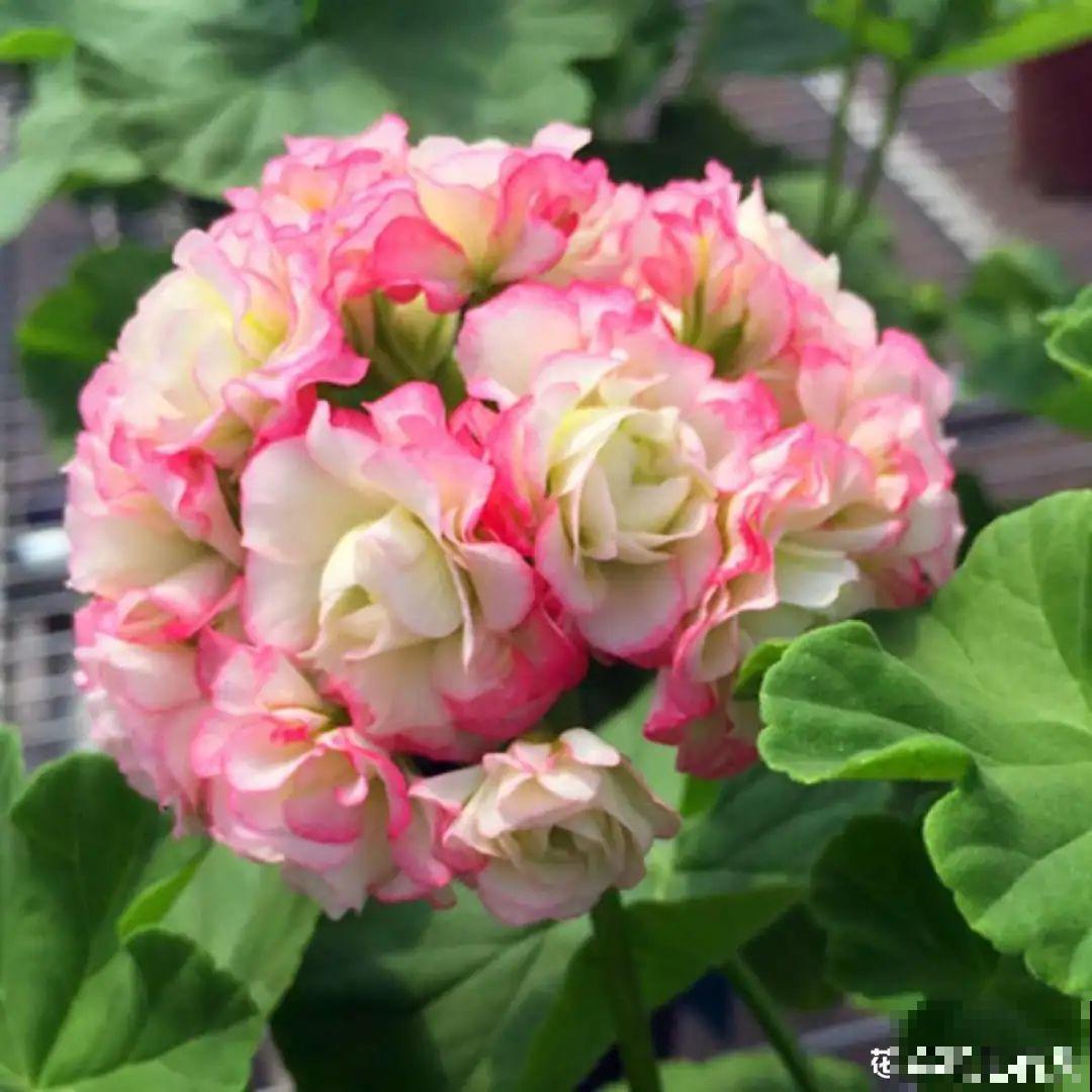 家里养了月季,花后使劲剪,越剪越开花,真省心 家里养了月季,花后使劲剪,越剪越开花,真省心