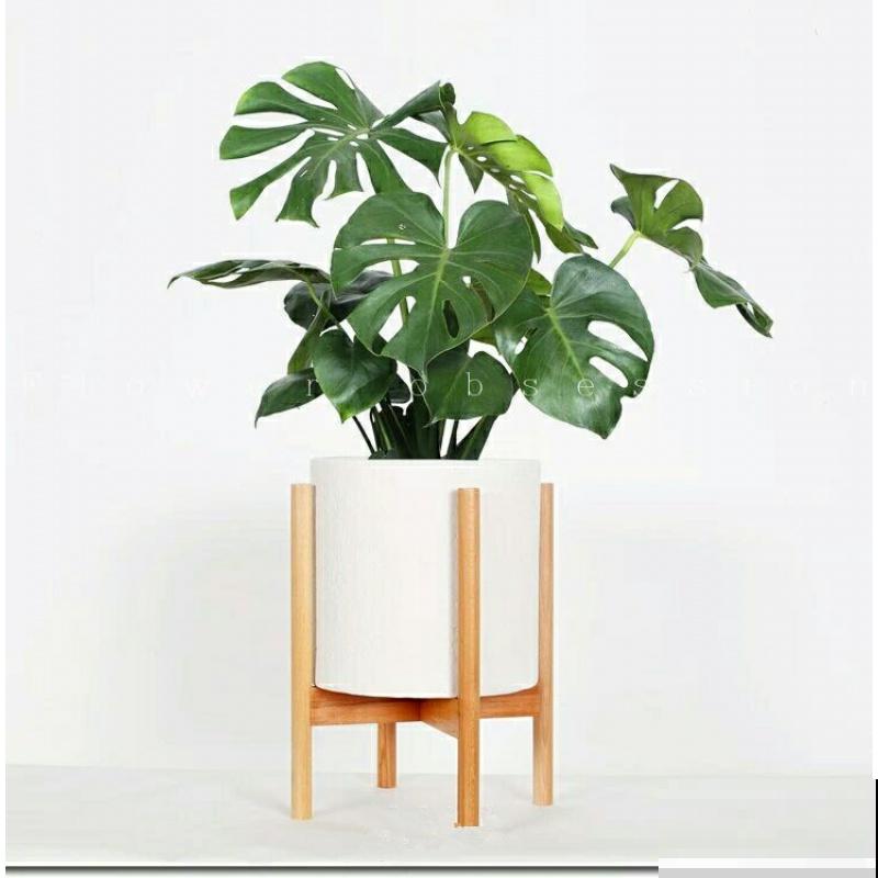 在家养花不如养棵“树”，绿油油的超好看，还能释放氧气