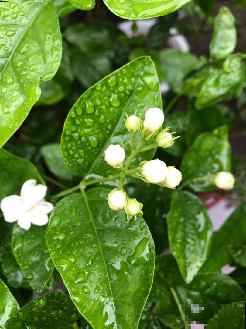 养花不要贪多，只选一个最好的品种，在家就能养成花海！