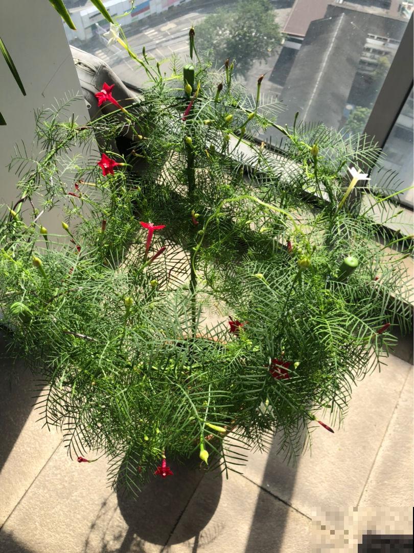 适合新手养的爬藤花，春天养在向阳处，藤条爬满墙