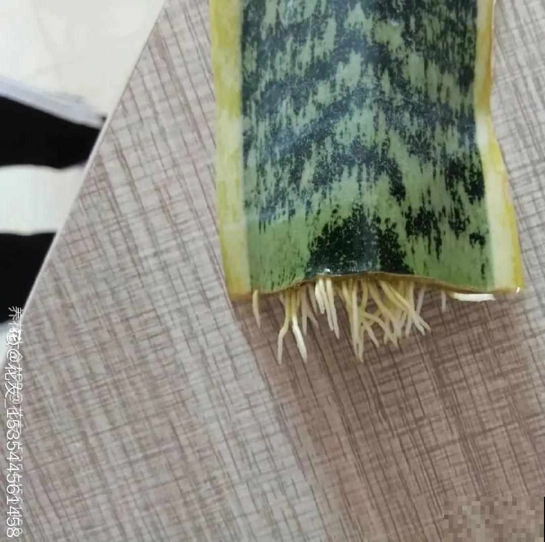 6种花夏天扦插,枝条剁8段、撒土里,3岁小孩都能插活! 6种花夏天扦插,枝条剁8段、撒土里,3岁小孩都能插活!