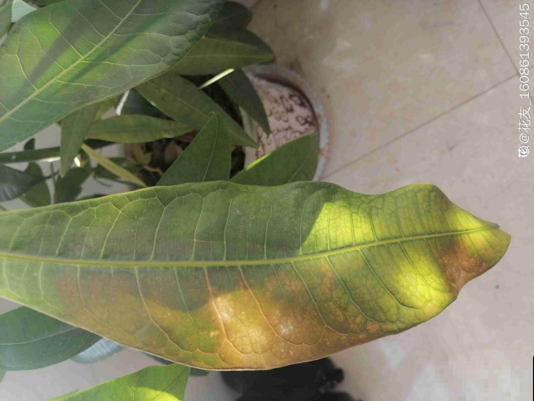 3月份养花,别急着搬出屋外,花容易死翘翘 3月份养花,别急着搬出屋外,花容易死翘翘