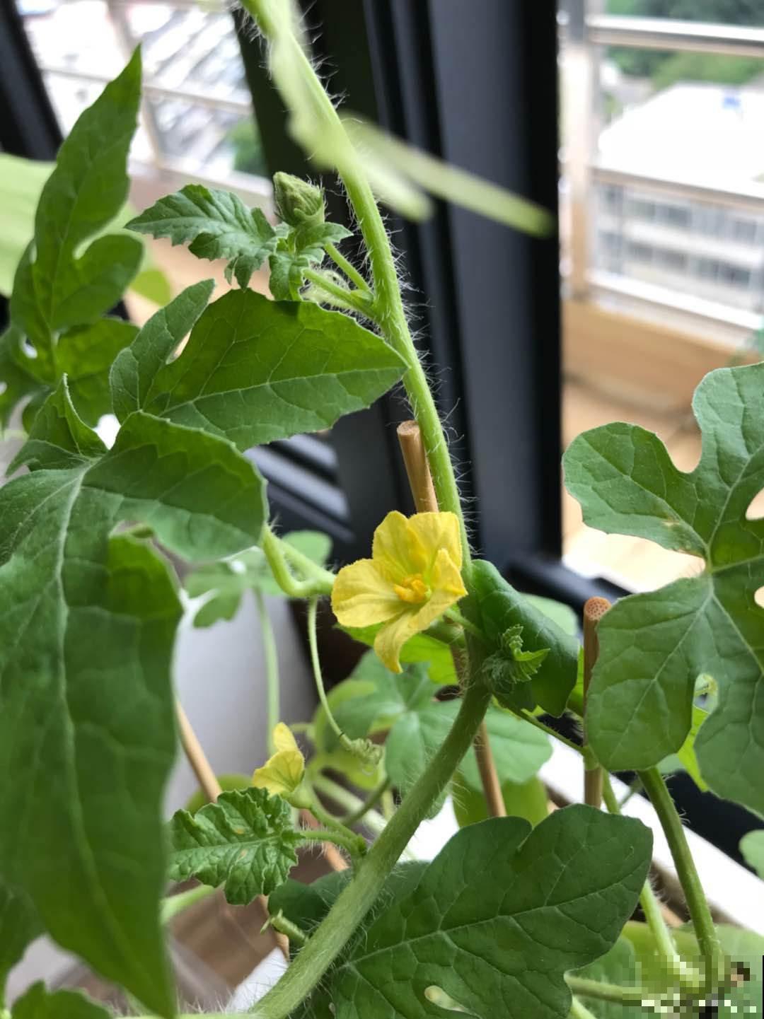 完整攻略教你种西瓜，夏天到了，不出门就能当“吃瓜群众”！