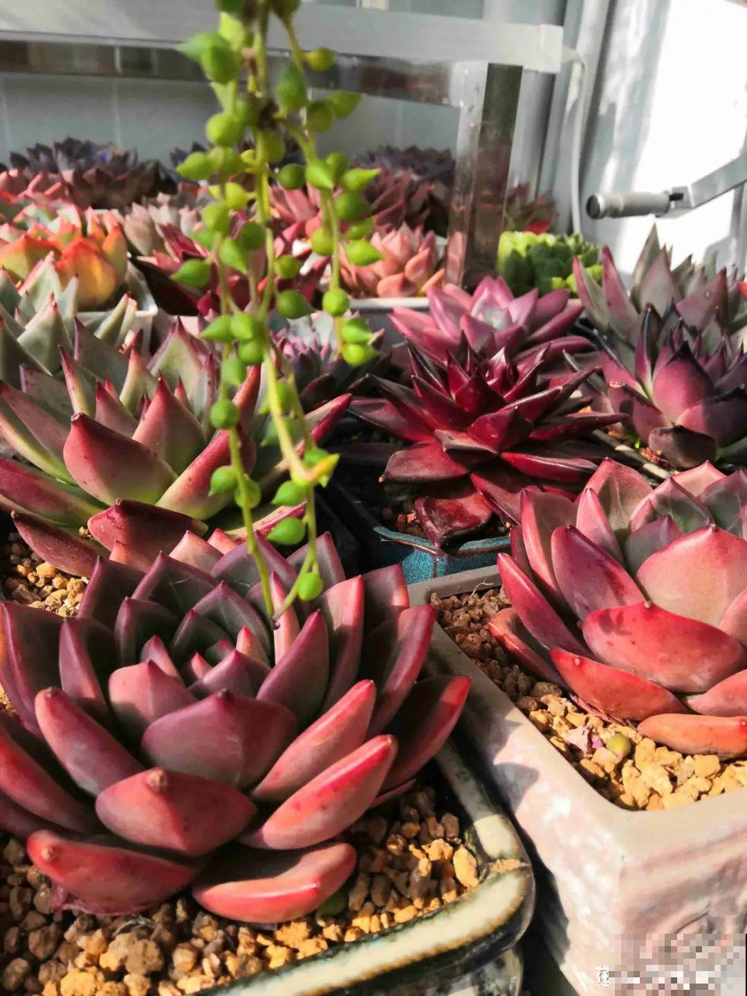 春天的多肉，长成一把大大扇子，看着就是爽