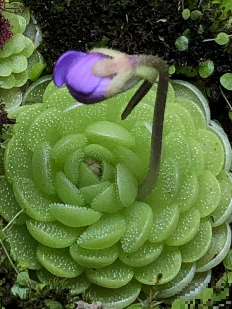 小巧可爱的吃虫草，简单好养，帮你除去蚊虫烦恼！