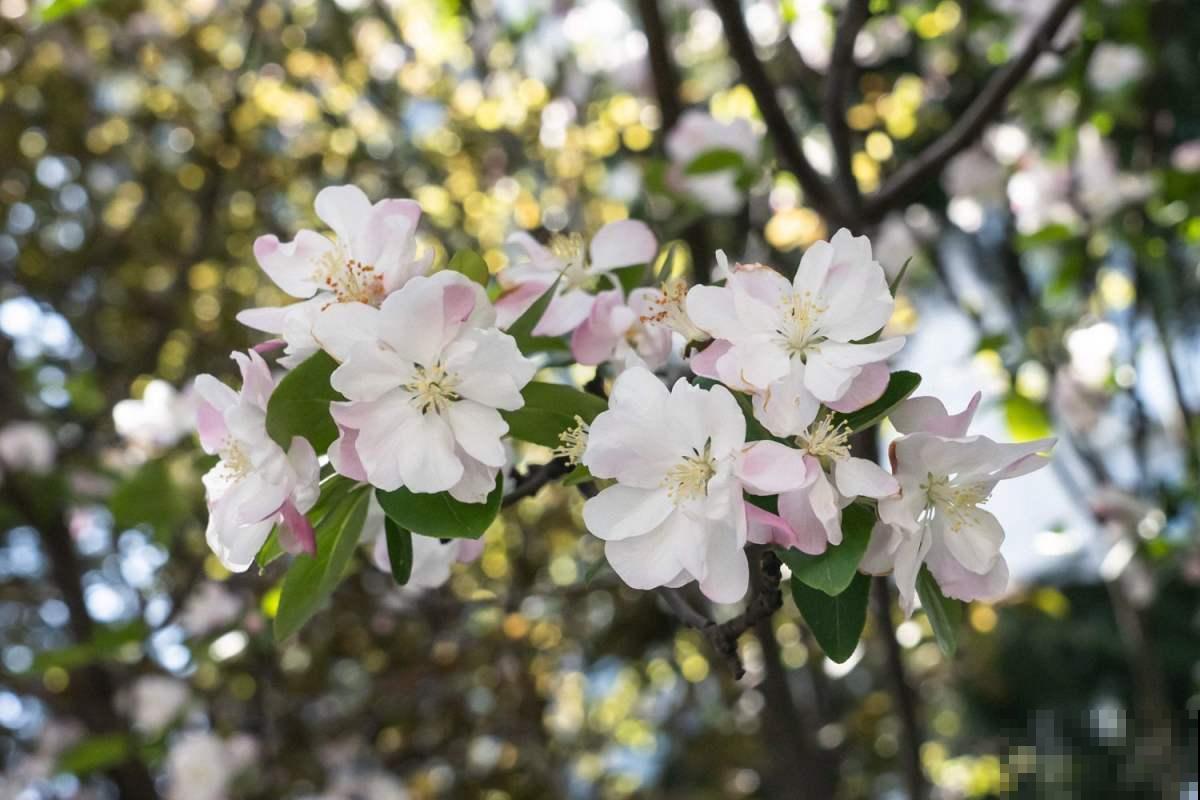 庭院养花还不知道怎么选?现在就教你,庭院一年四季美到头! 庭院养花还不知道怎么选?现在就教你,庭院一年四季美到头!