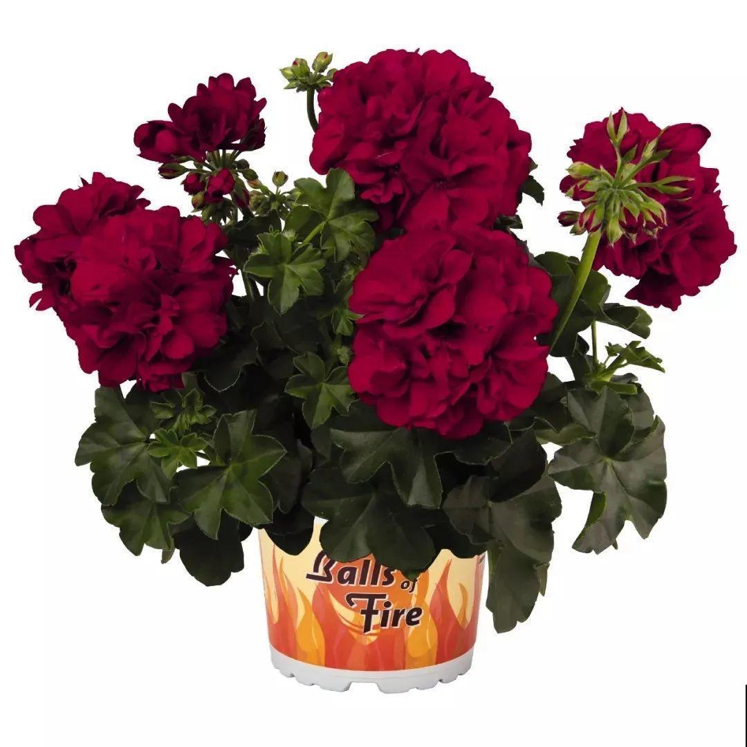 垂吊天竺葵,1年能开上百天,好养不占地儿 垂吊天竺葵,1年能开上百天,好养不占地儿