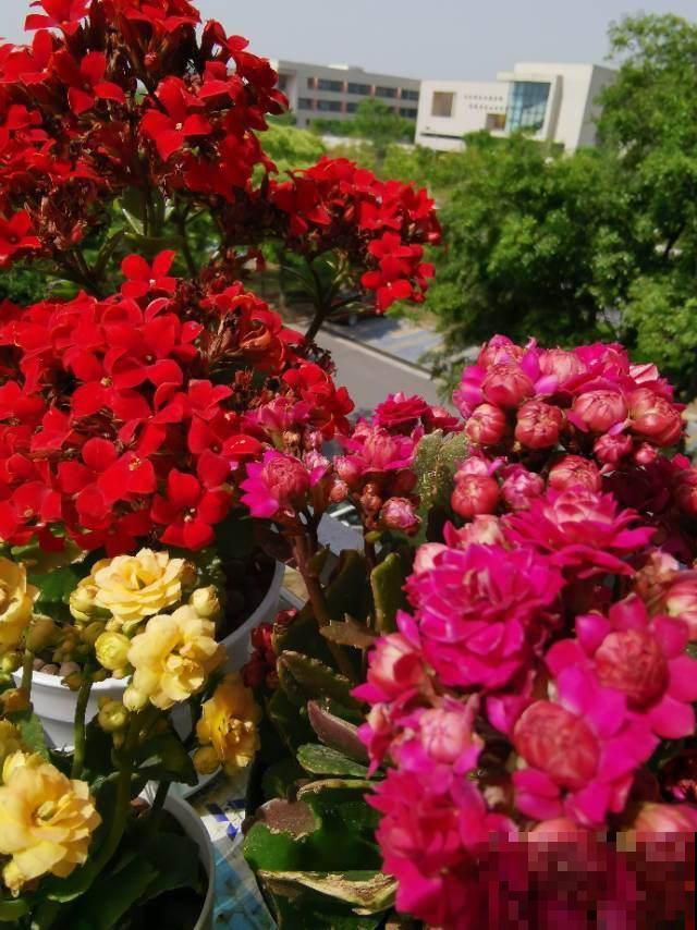 3种花不适合夏天买，只要一黑腐，很快死翘翘