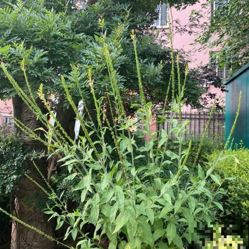 入侵植物太可怕，周围的草全被缠死，谨慎养护