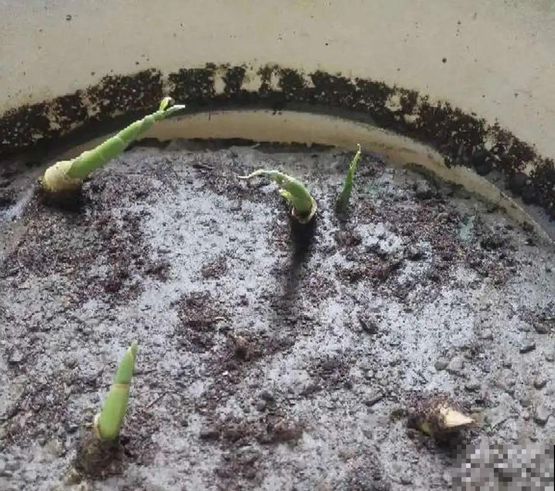 玉米棒子插水里，比绿植长得快，长成清新小盆栽