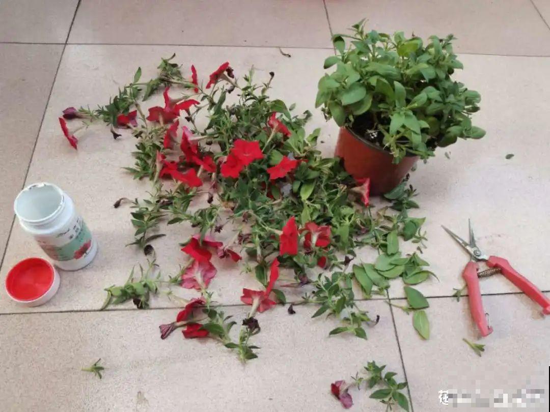 家里养了月季,花后使劲剪,越剪越开花,真省心 家里养了月季,花后使劲剪,越剪越开花,真省心