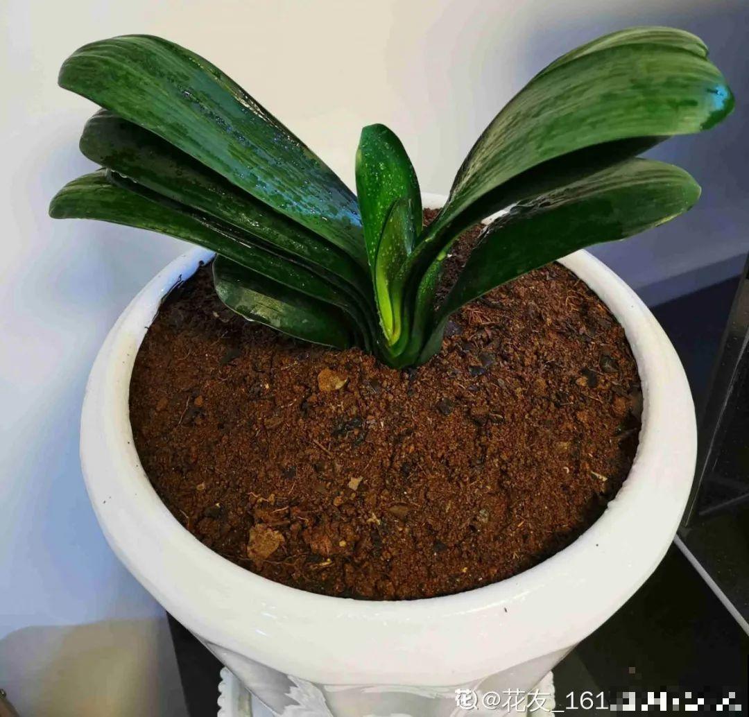 10种花夏天要休眠,必须控制浇水,不然全都浇死了 10种花夏天要休眠,必须控制浇水,不然全都浇死了