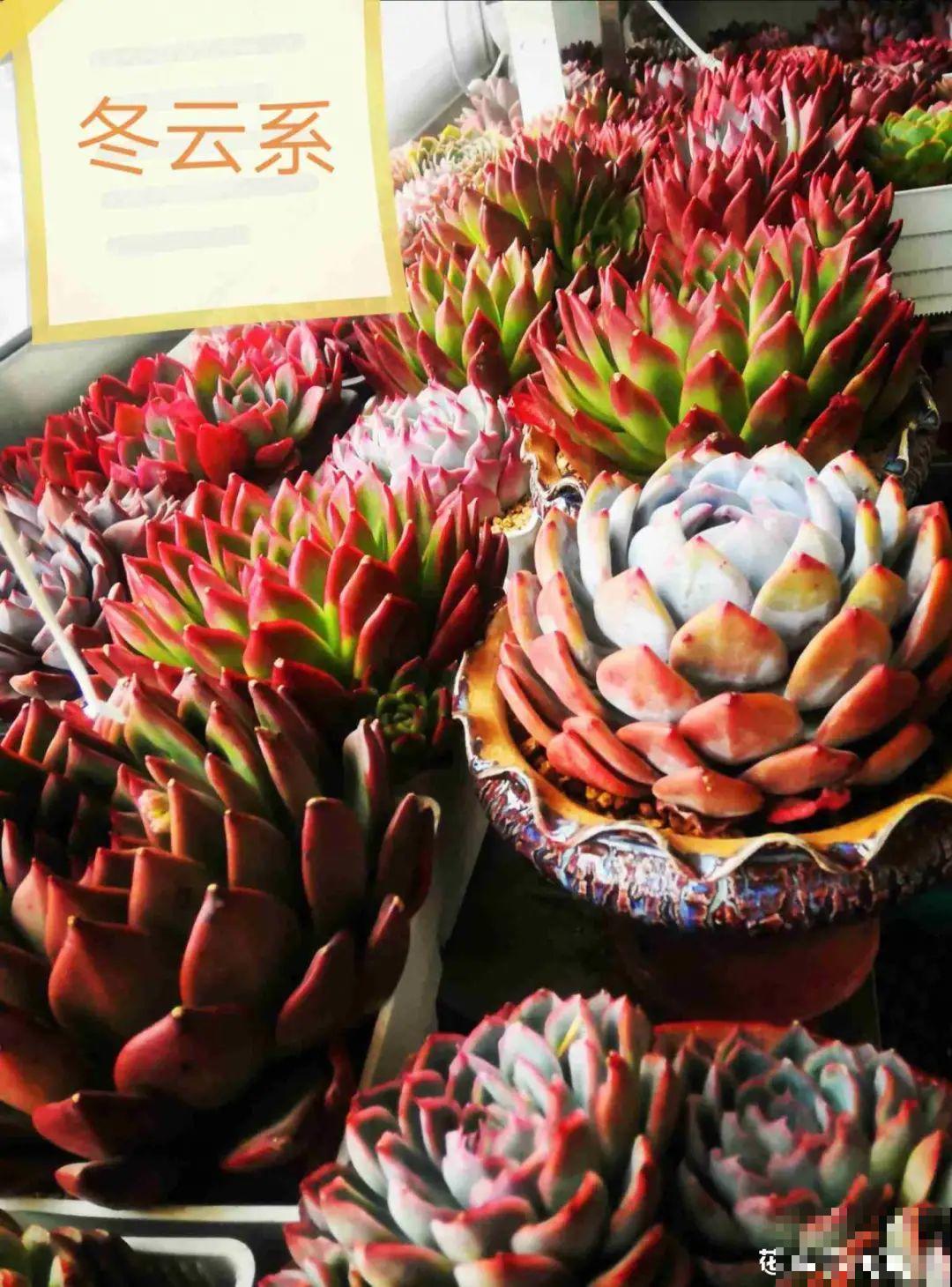 春天的多肉，长成一把大大扇子，看着就是爽