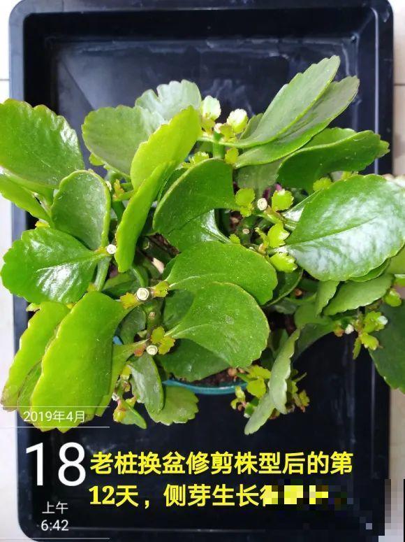 三角梅长不好?赶紧给它摘叶子,摘得越干净,长得越好 三角梅长不好?赶紧给它摘叶子,摘得越干净,长得越好