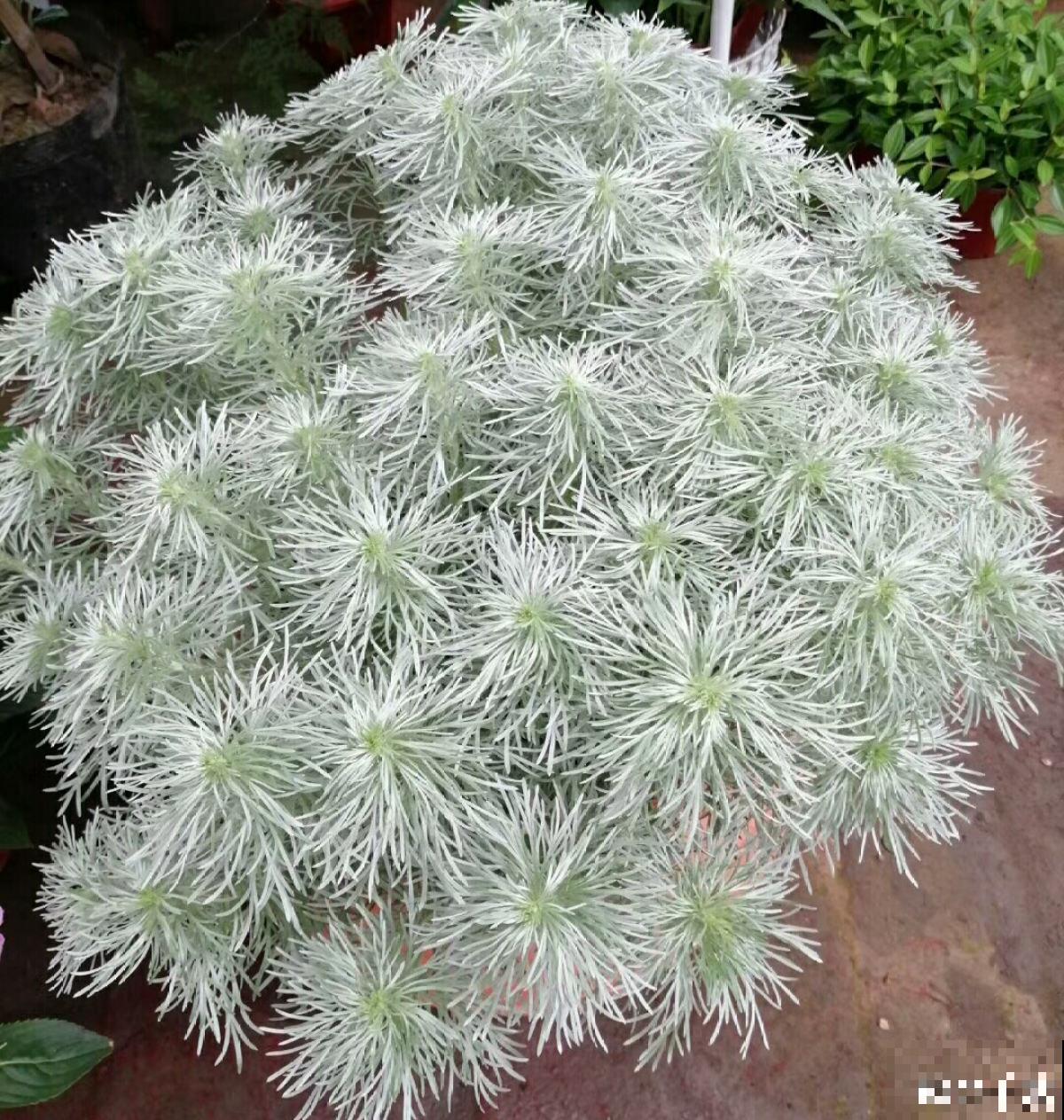 浑身散发着仙气的“朝雾草”,颜值清新脱俗,好养易爆盆 浑身散发着仙气的“朝雾草”,颜值清新脱俗,好养易爆盆