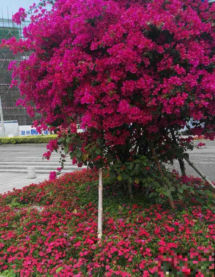 在家养三角梅，学会这一招，花芽蹭蹭冒不停！