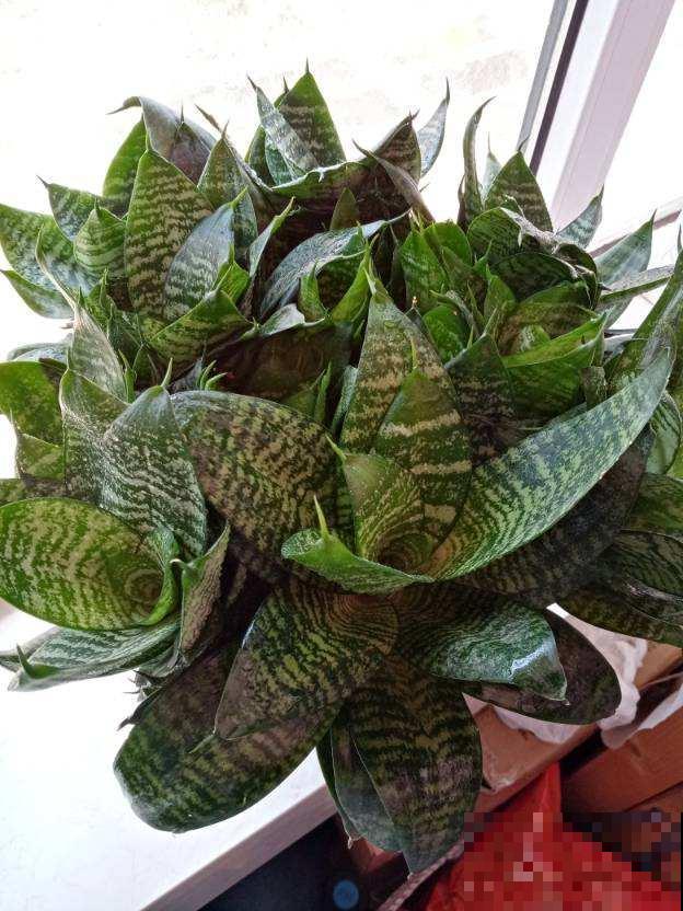 家庭常见花卉养护要点，看完你就都会了（上）