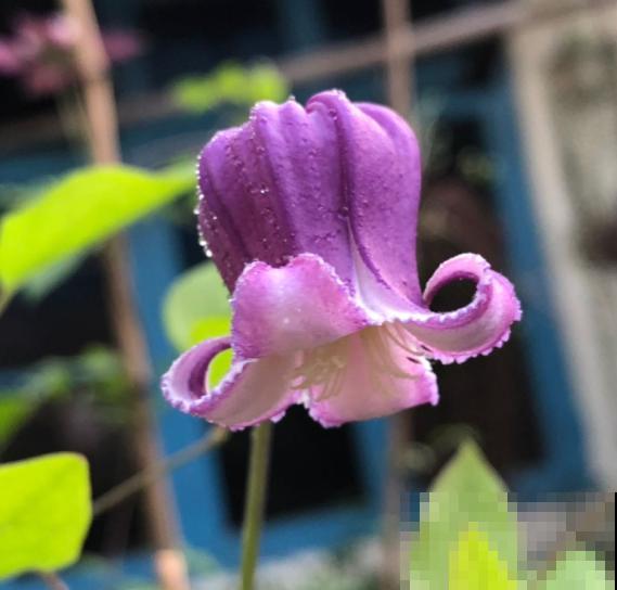 皮实好养的“铃铛铁”,铁线莲中的开花王,耐热皮实特别好养 皮实好养的“铃铛铁”,铁线莲中的开花王,耐热皮实特别好养