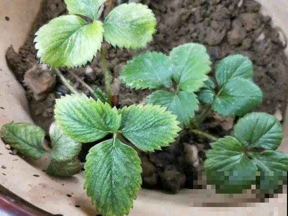 自制杀虫剂，7天喷一次，养花特干净