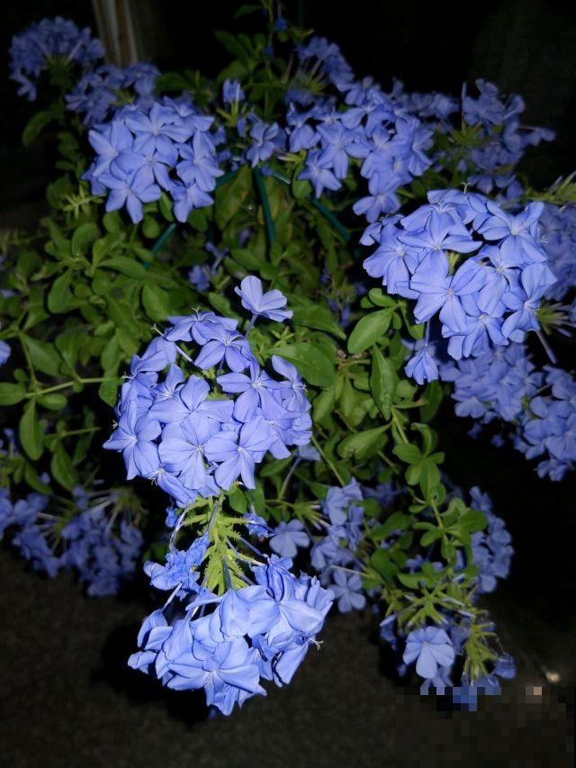 家里养的2种花,一年四季不招虫,干净好养开花多 家里养的2种花,一年四季不招虫,干净好养开花多