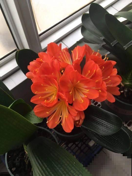 天气变热,养君子兰要注意这5件事,花儿才能安全度夏! 天气变热,养君子兰要注意这5件事,花儿才能安全度夏!