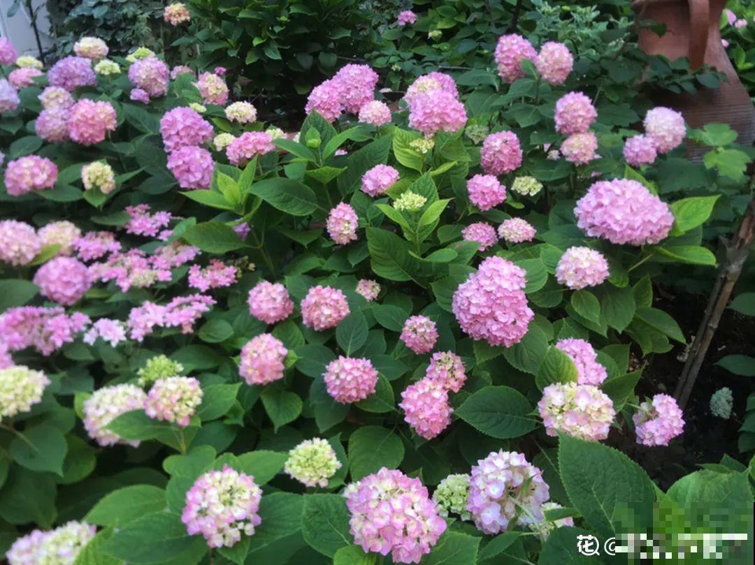 花开完了,别急着扔,好好养还能活几十年 花开完了,别急着扔,好好养还能活几十年