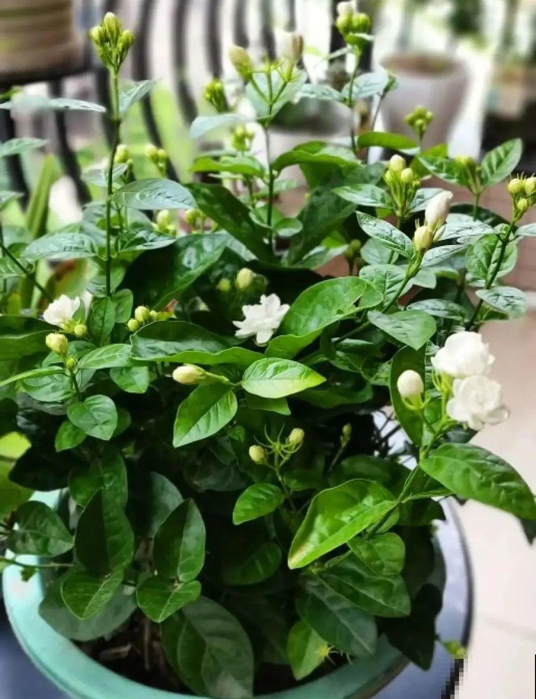 米兰花喜欢喝醋，一个月来一勺，花苞嘟噜噜冒