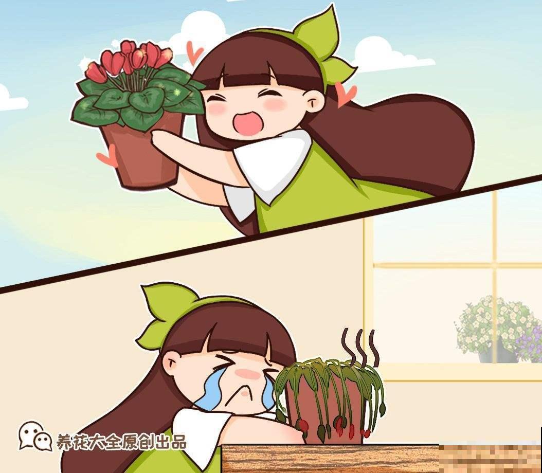 花期最短的花，只有5分钟，见过都是幸运！