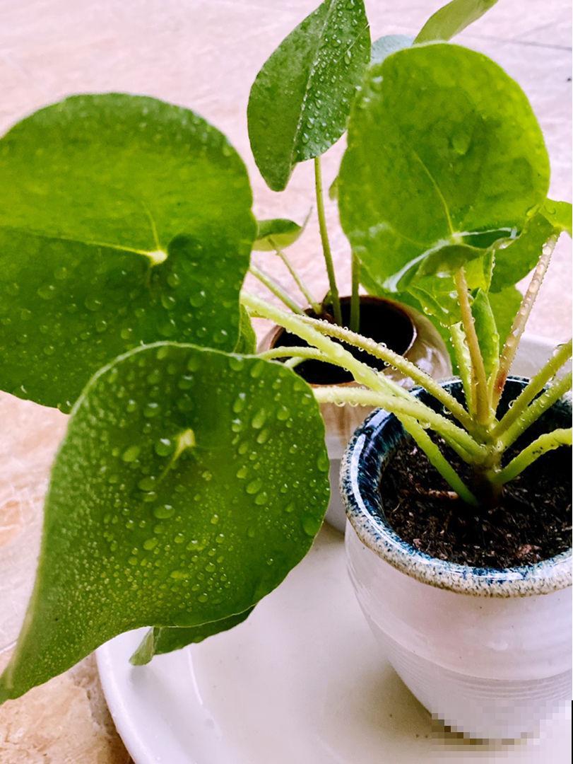 路边常见的几种花，养在花盆里也好看，颜值不是一般的高