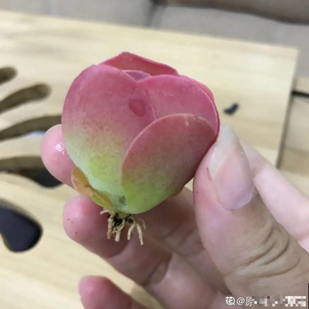 温度差不多稳定了,要准备给多肉换盆,记住这7个步骤 温度差不多稳定了,要准备给多肉换盆,记住这7个步骤