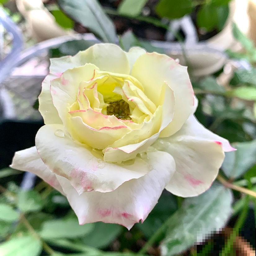 不能给花施肥的5种情况，一定要谨记，不然最后剩空盆