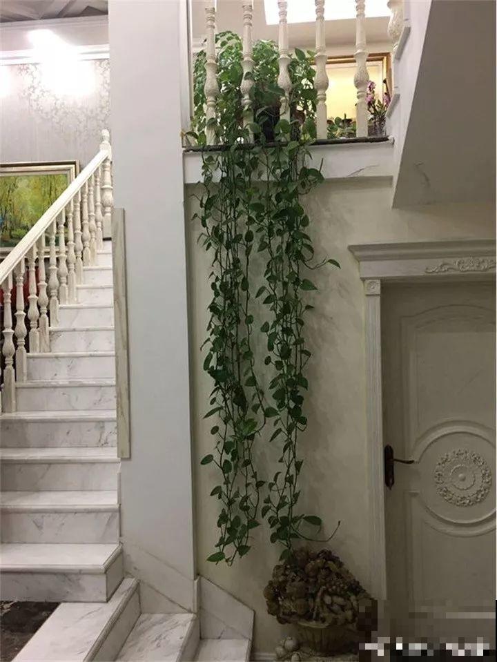 6种花夏天扦插,枝条剁8段、撒土里,3岁小孩都能插活! 6种花夏天扦插,枝条剁8段、撒土里,3岁小孩都能插活!