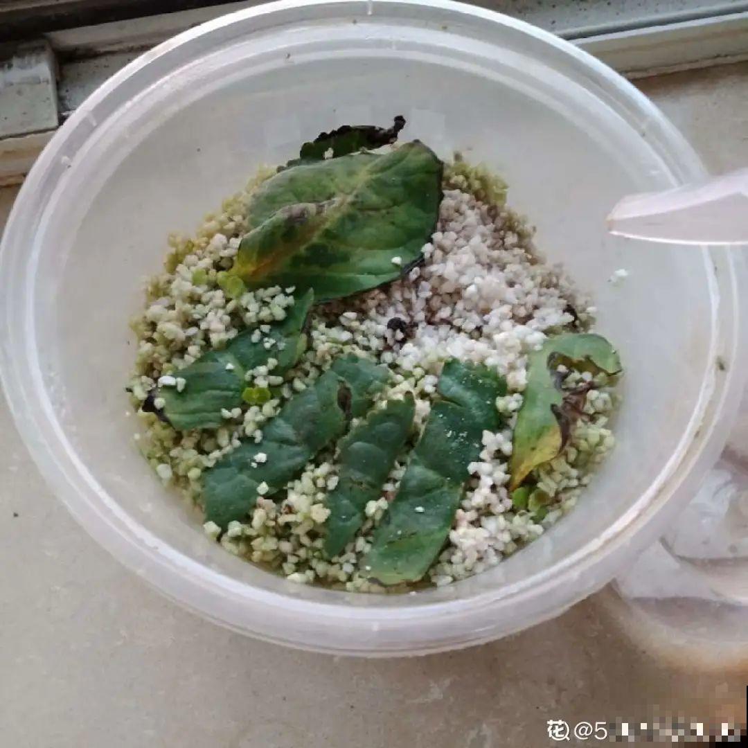 春天最佳繁殖季，扦插播种分株压条，成活率特高